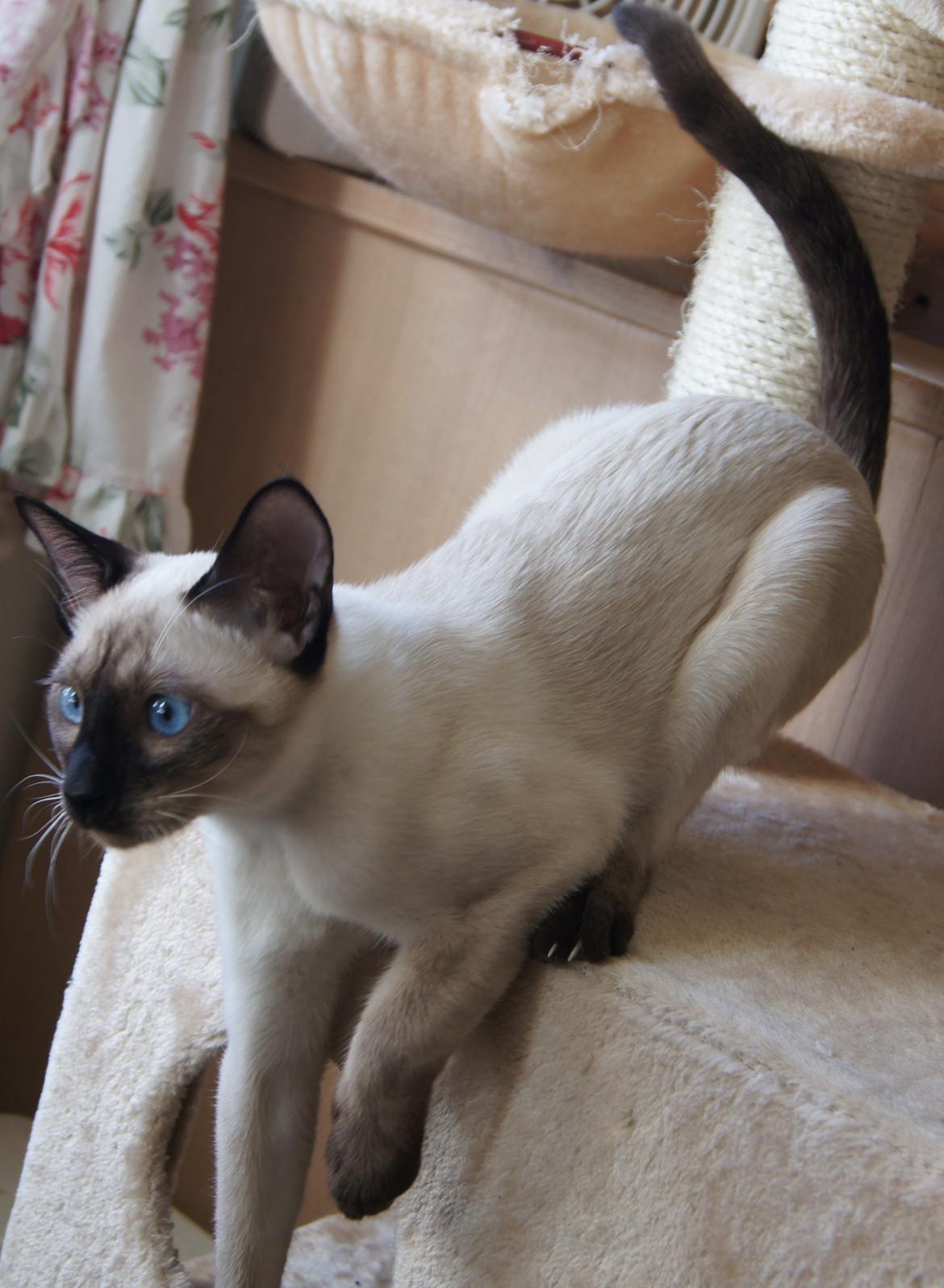 Thai Traditional siameser   Athos koh Banka billede 8