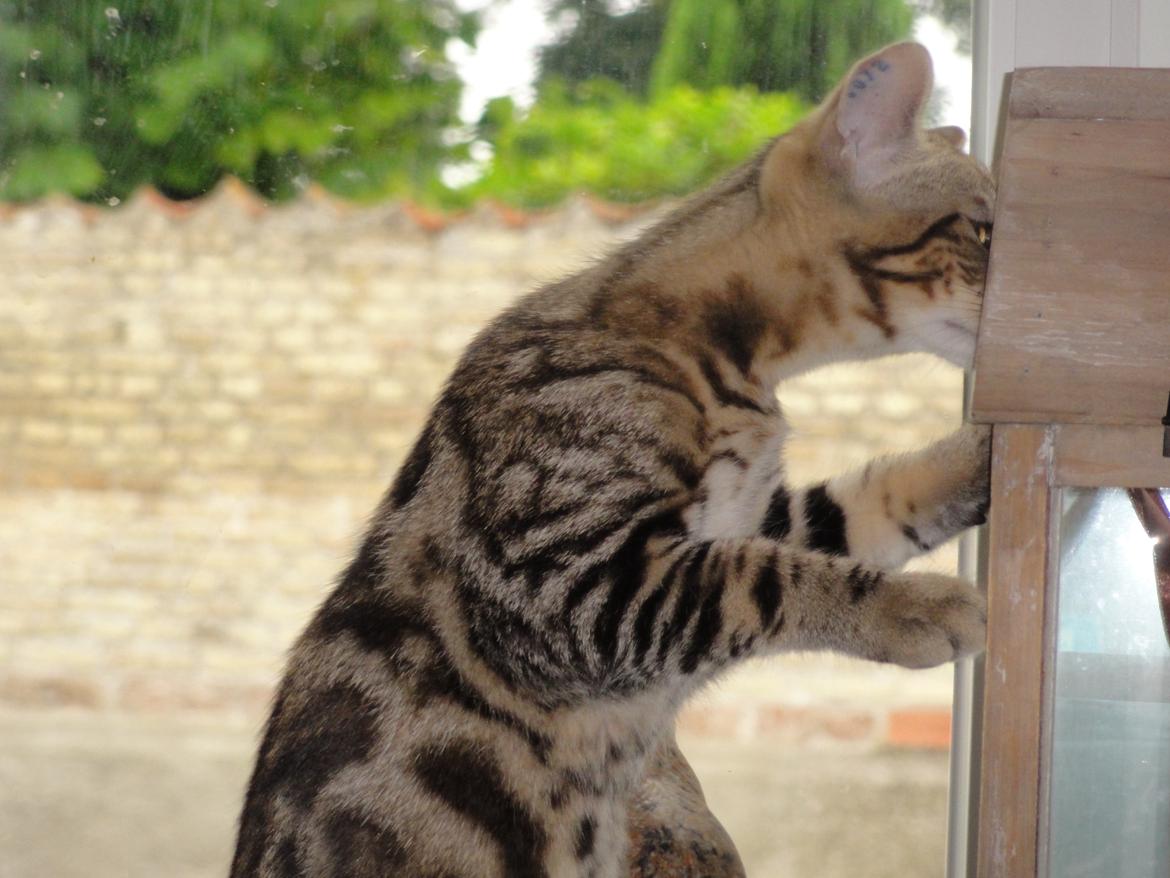 Huskat Mr. Tomiss billede 21