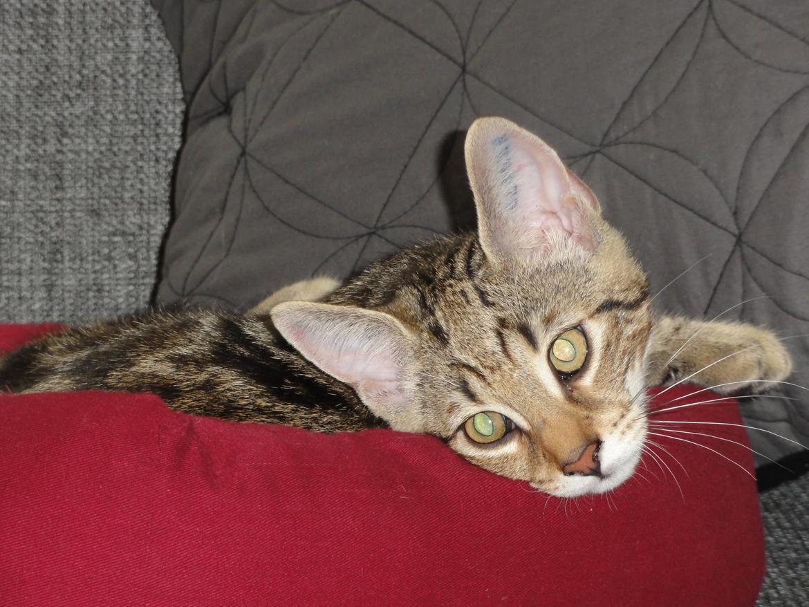 Huskat Mr. Tomiss billede 31