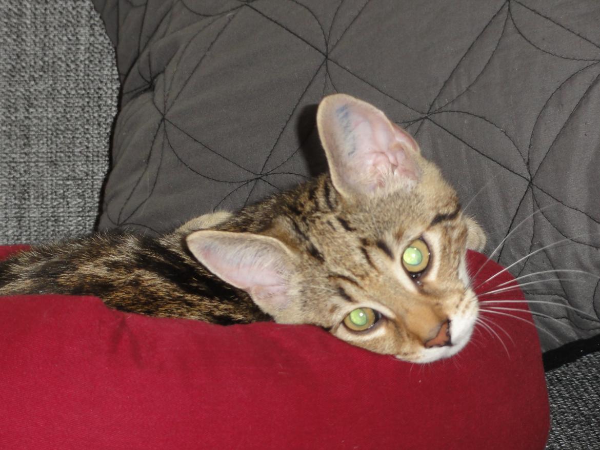 Huskat Mr. Tomiss billede 30