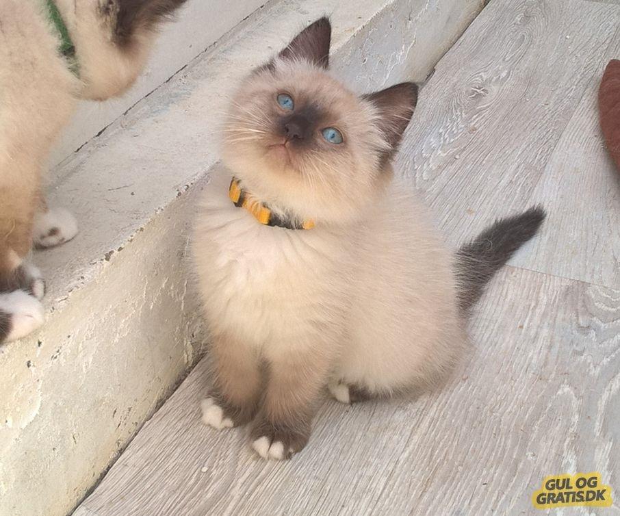 Ragdoll Alley billede 1