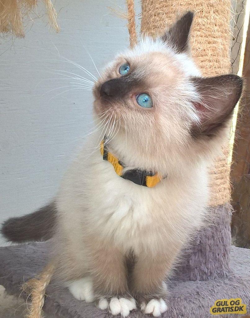 Ragdoll Alley billede 2