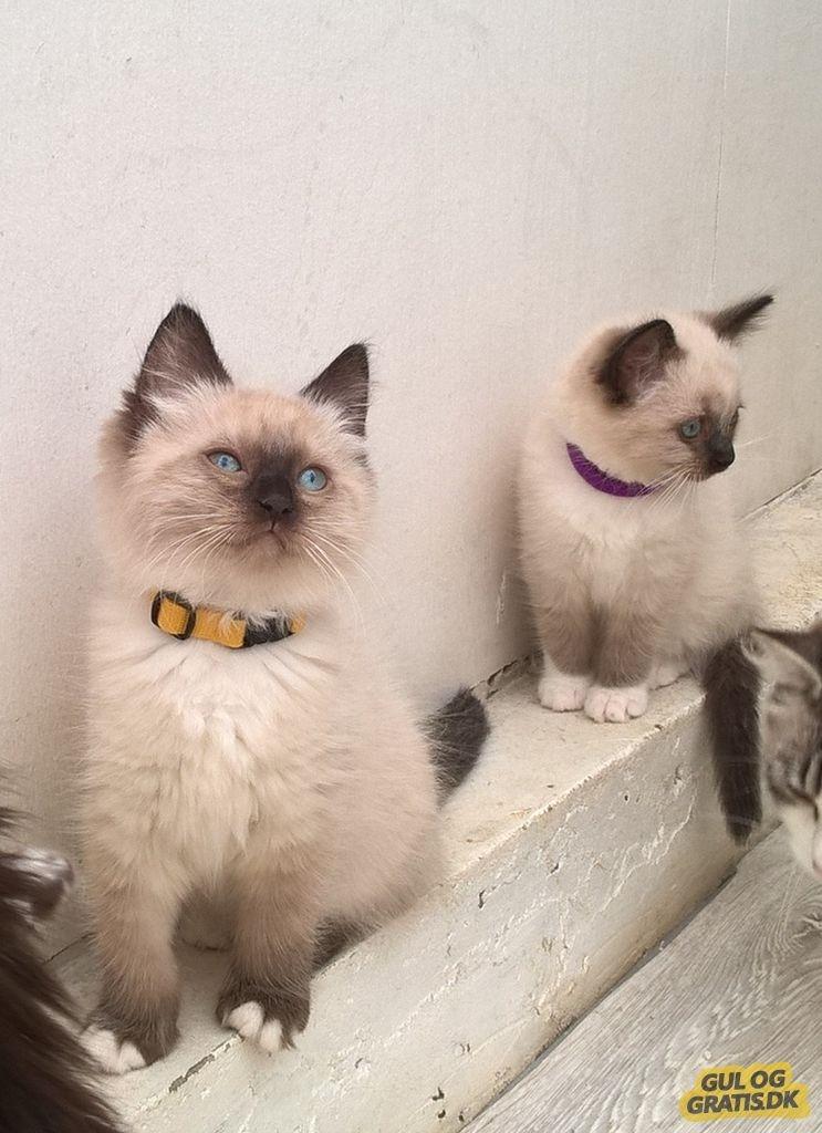 Ragdoll Alley billede 3