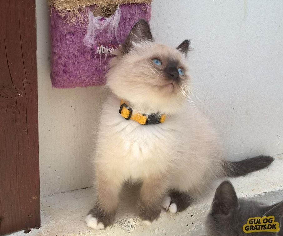 Ragdoll Alley billede 4