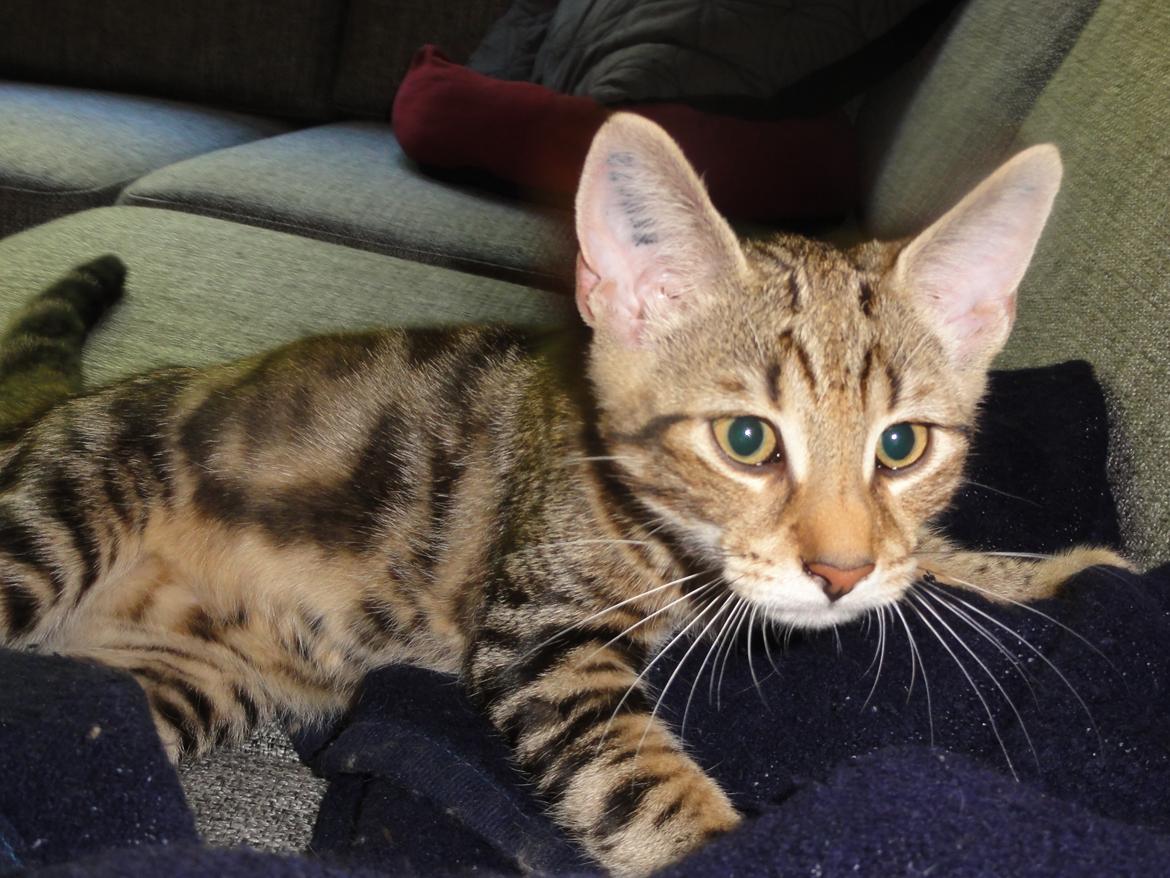 Huskat Mr. Tomiss billede 19