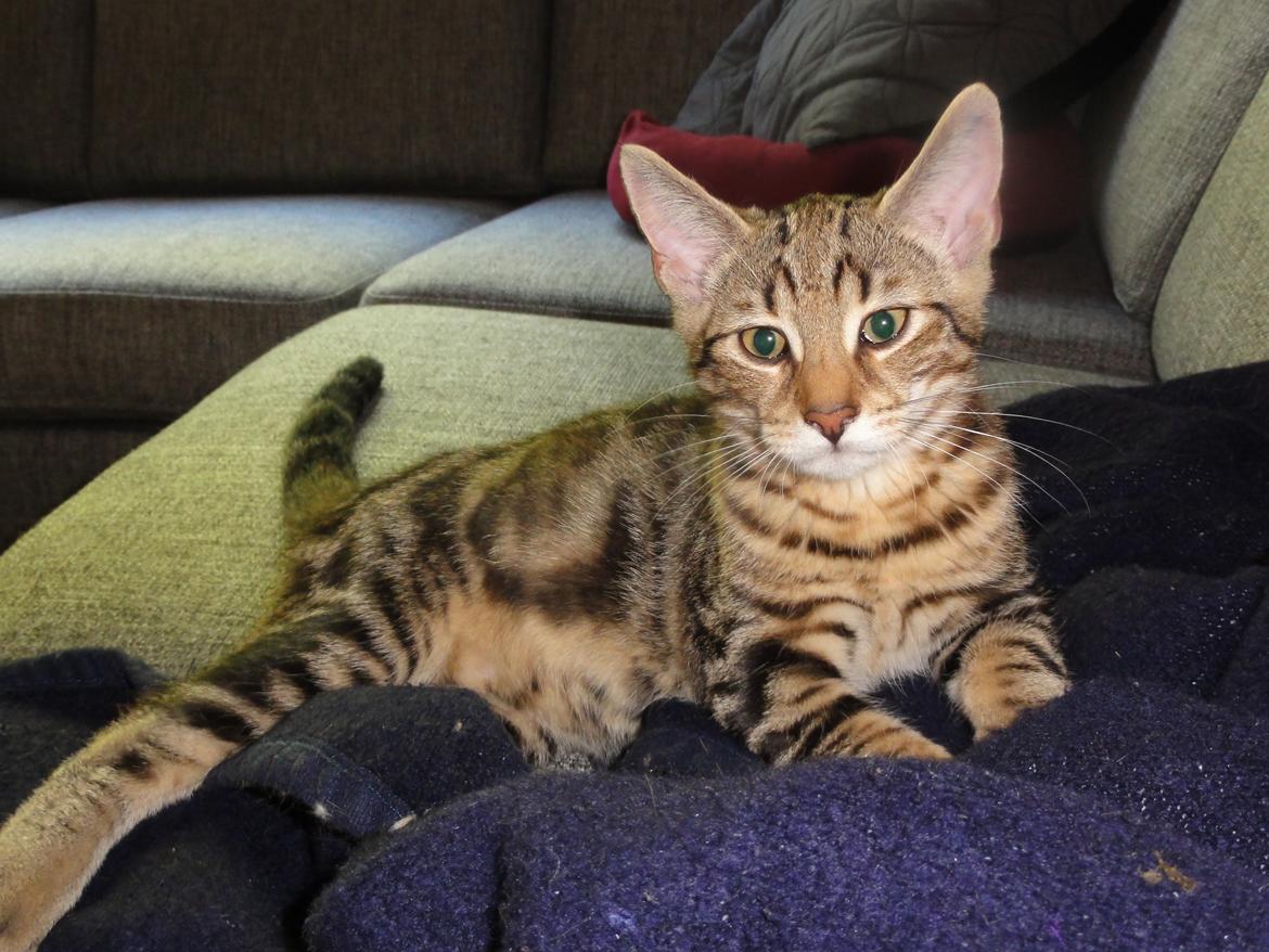 Huskat Mr. Tomiss billede 9