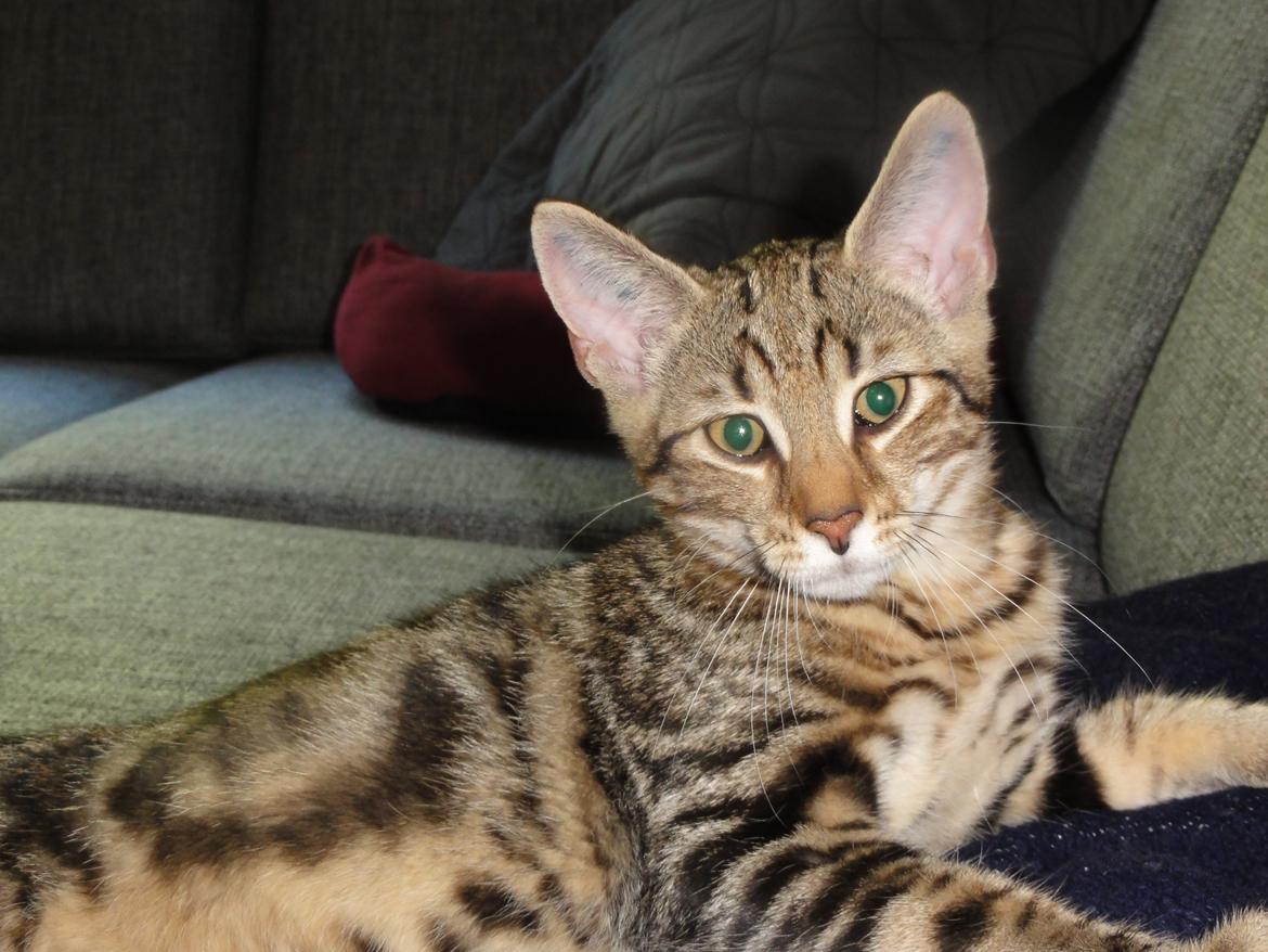 Huskat Mr. Tomiss billede 18