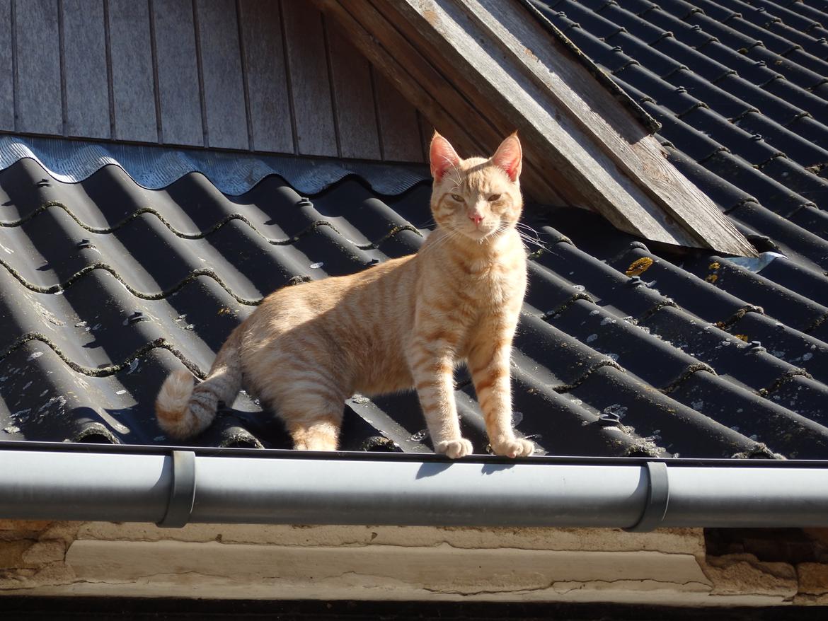 Huskat Garfild billede 11