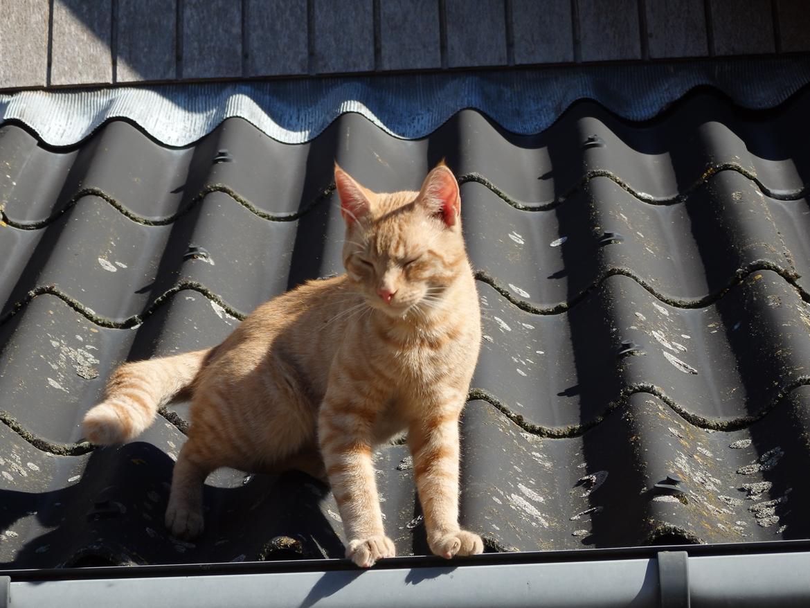 Huskat Garfild billede 12