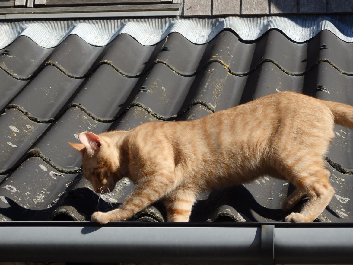 Huskat Garfild billede 13