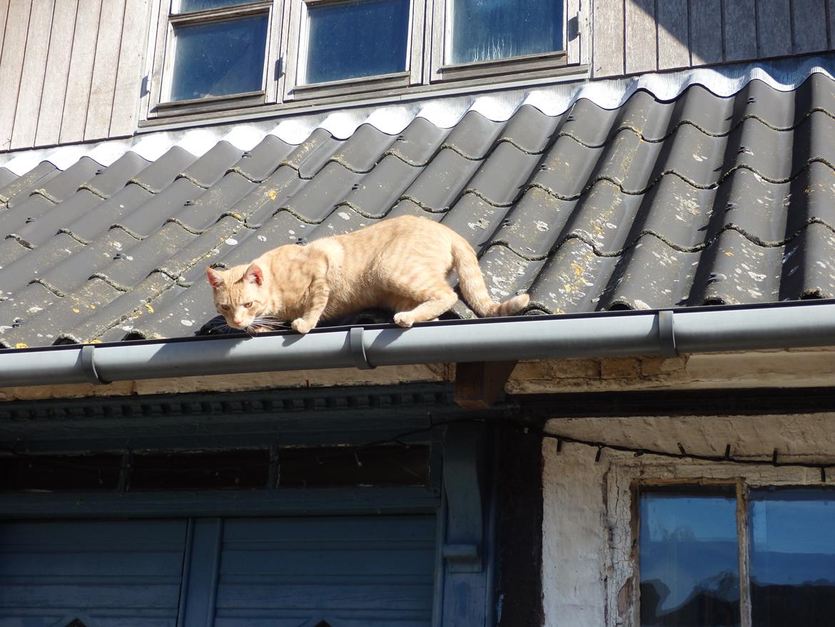 Huskat Garfild billede 14