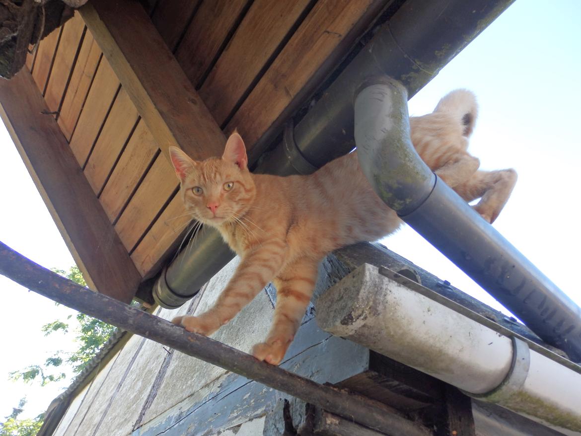 Huskat Garfild billede 16