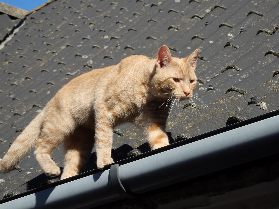 Huskat Garfild billede 15