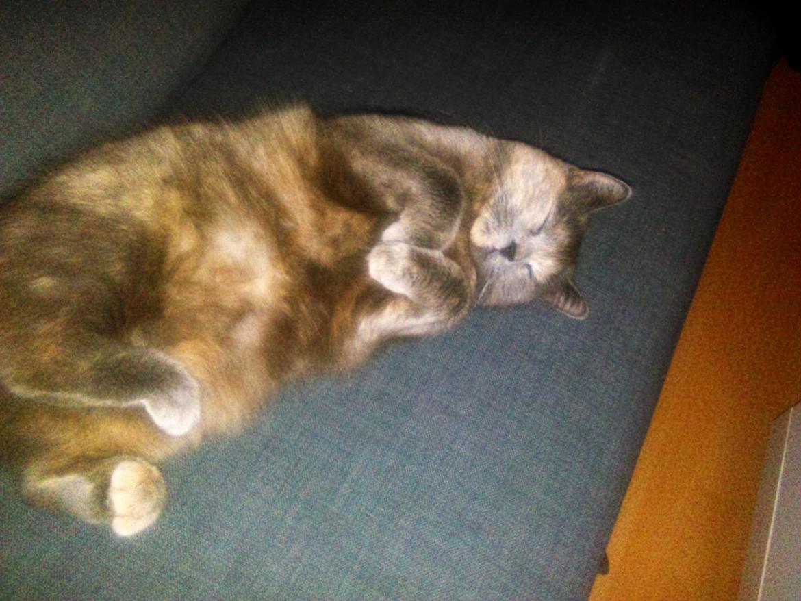 Huskat Maya billede 4