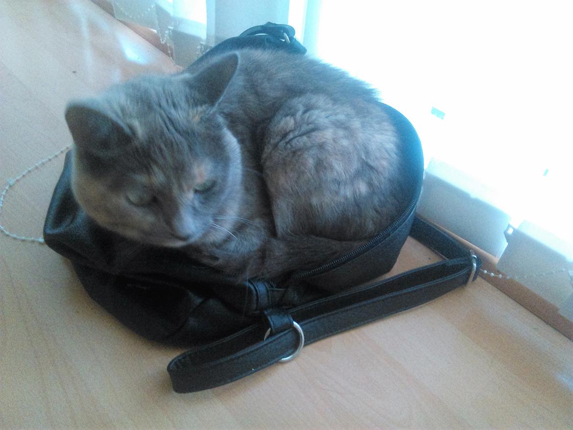 Huskat Maya billede 6