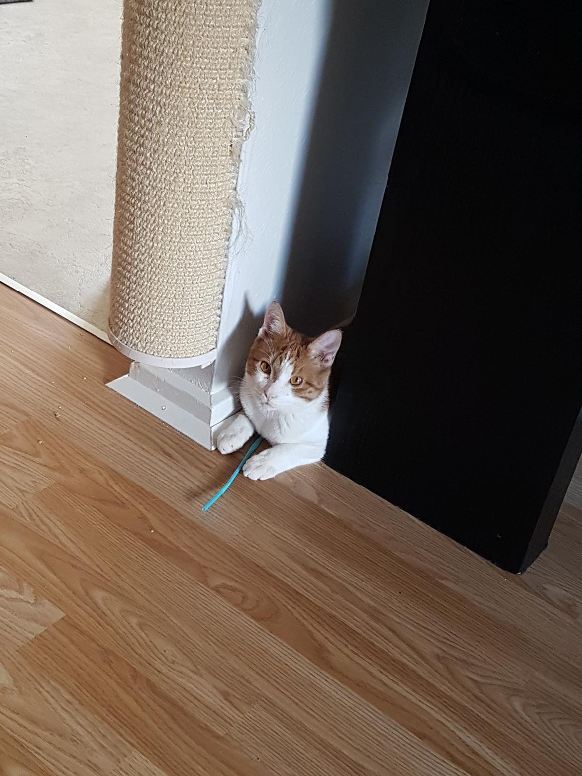 Huskat Felix billede 5