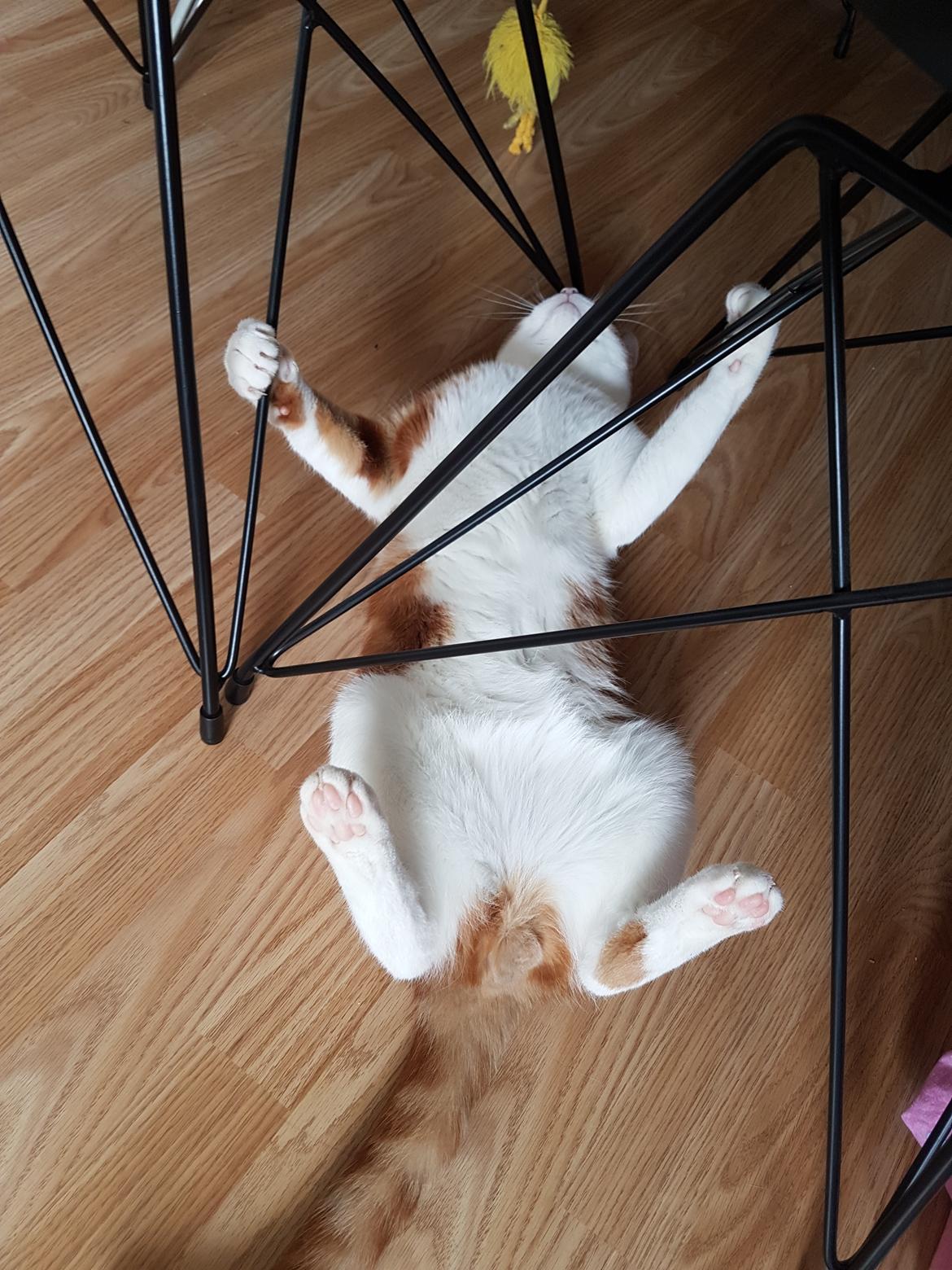 Huskat Felix billede 7