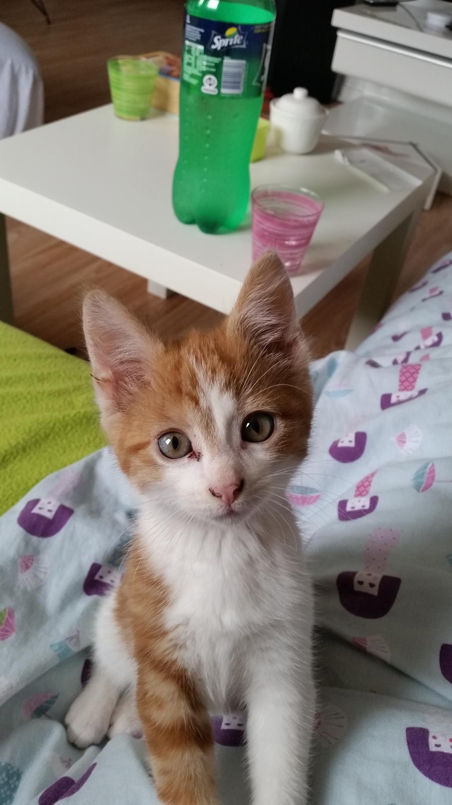 Huskat Felix billede 10