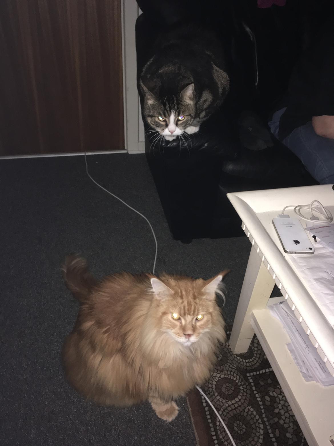 Maine Coon Rovdyret's Obelix kælenavn Peter - Drengene hygger billede 7