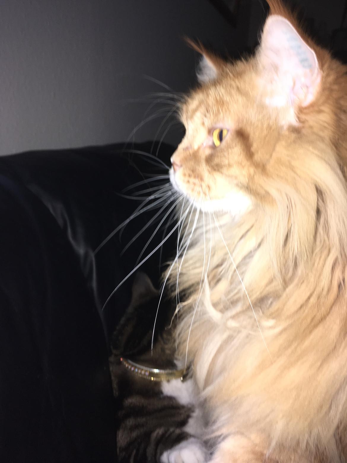 Maine Coon Rovdyret's Obelix kælenavn Peter - Stolt jeg er billede 8