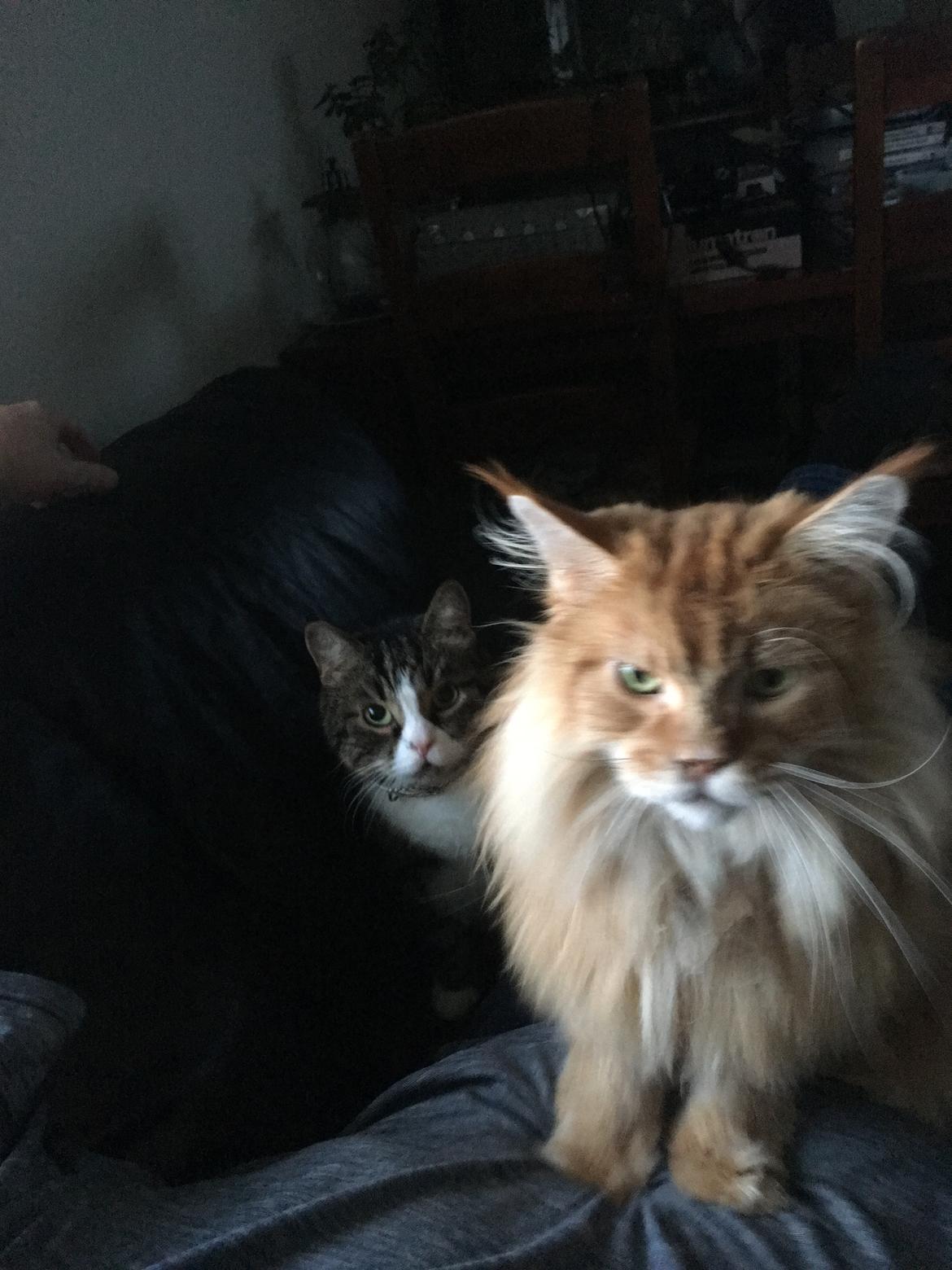 Maine Coon Rovdyret's Obelix kælenavn Peter - Så holder vi lige øje med jer alle billede 9