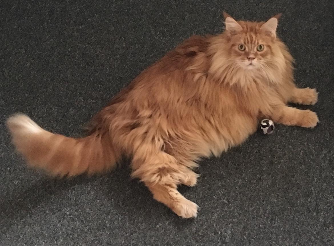 Maine Coon Rovdyret's Obelix kælenavn Peter billede 10