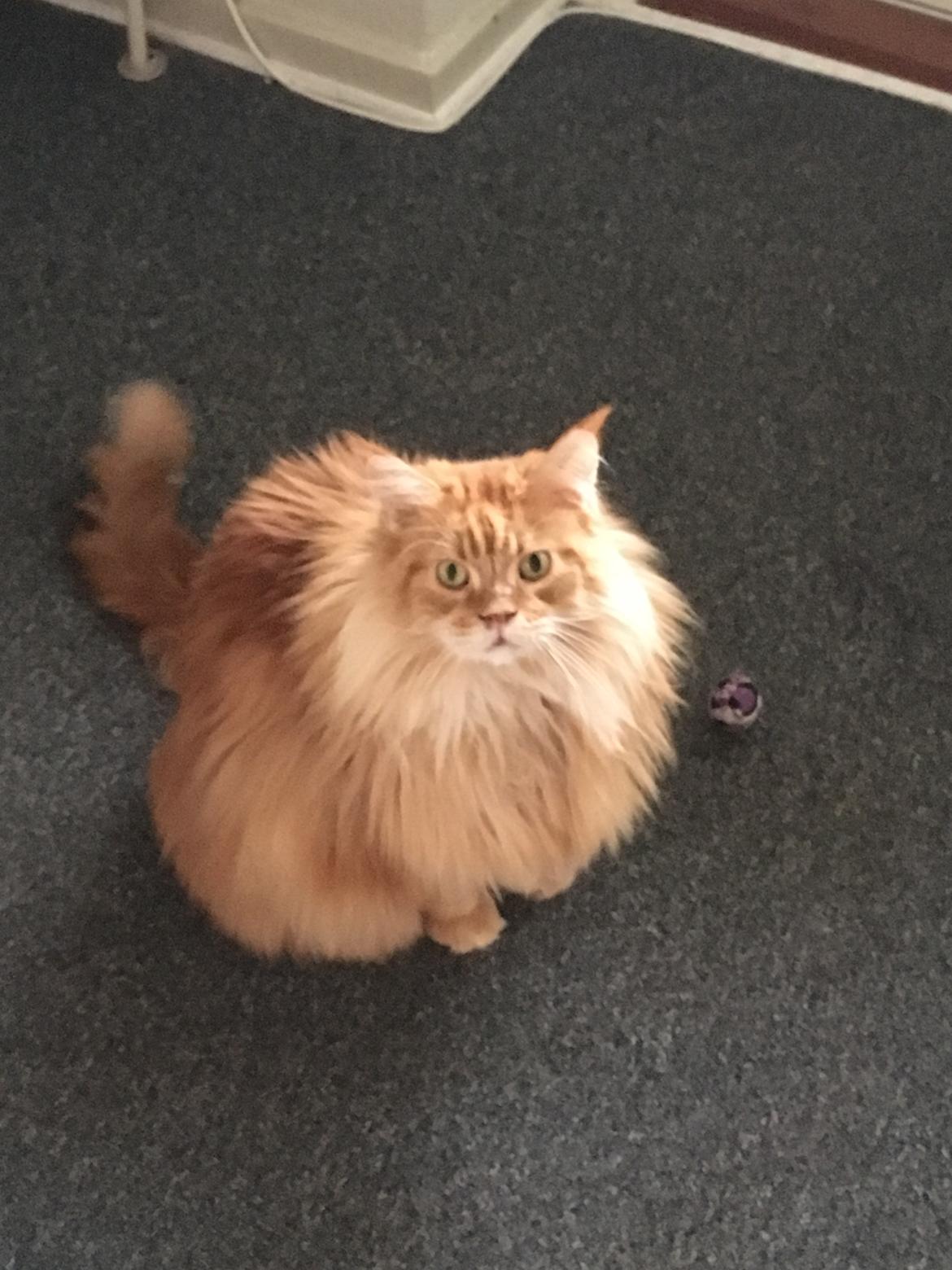 Maine Coon Rovdyret's Obelix kælenavn Peter - Hej billede 11