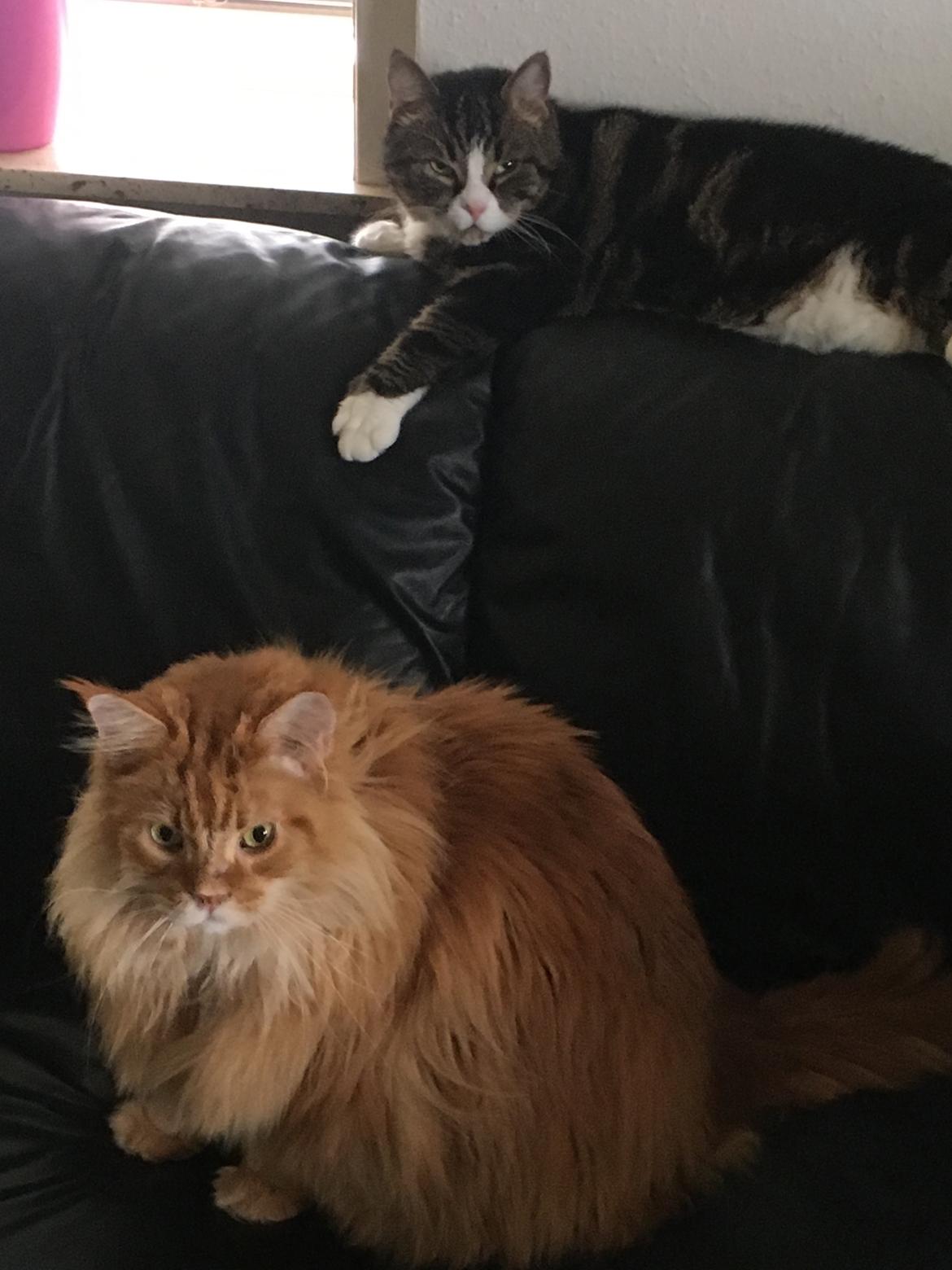 Maine Coon Rovdyret's Obelix kælenavn Peter - Så ligger vi lige og daser billede 12