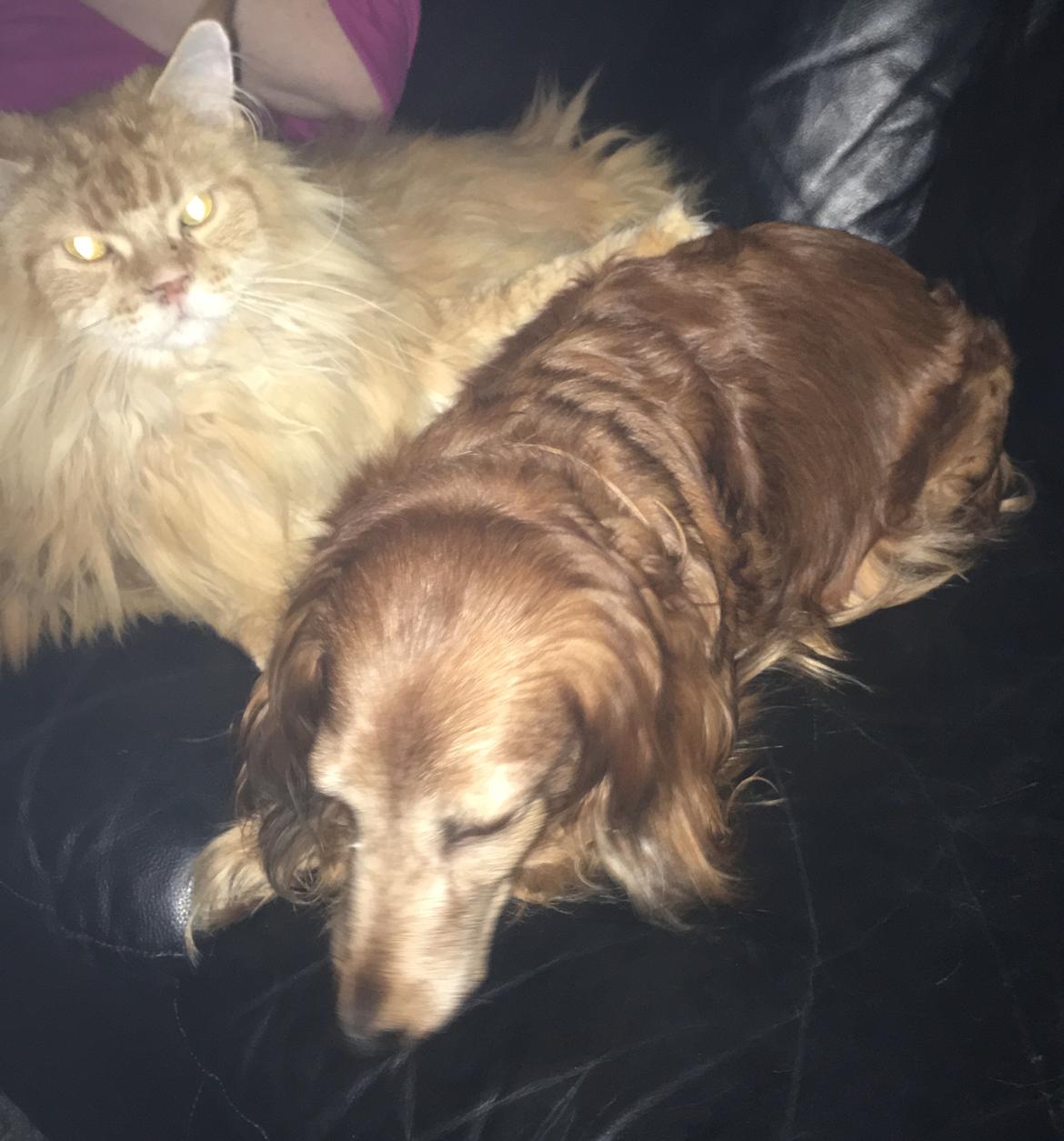 Maine Coon Rovdyret's Obelix kælenavn Peter billede 6