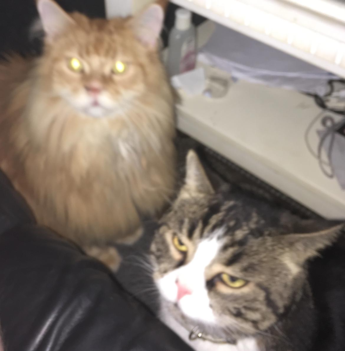 Maine Coon Rovdyret's Obelix kælenavn Peter billede 13