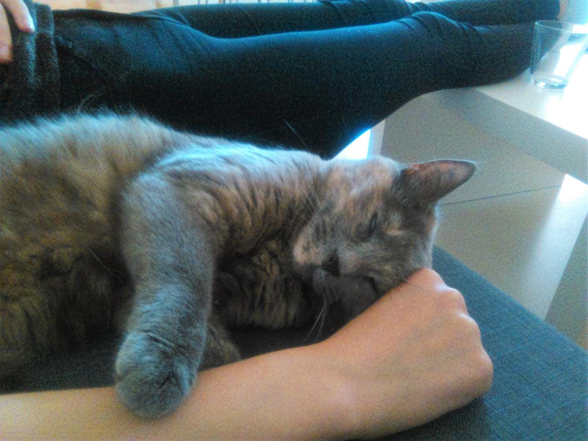 Huskat Maya billede 7