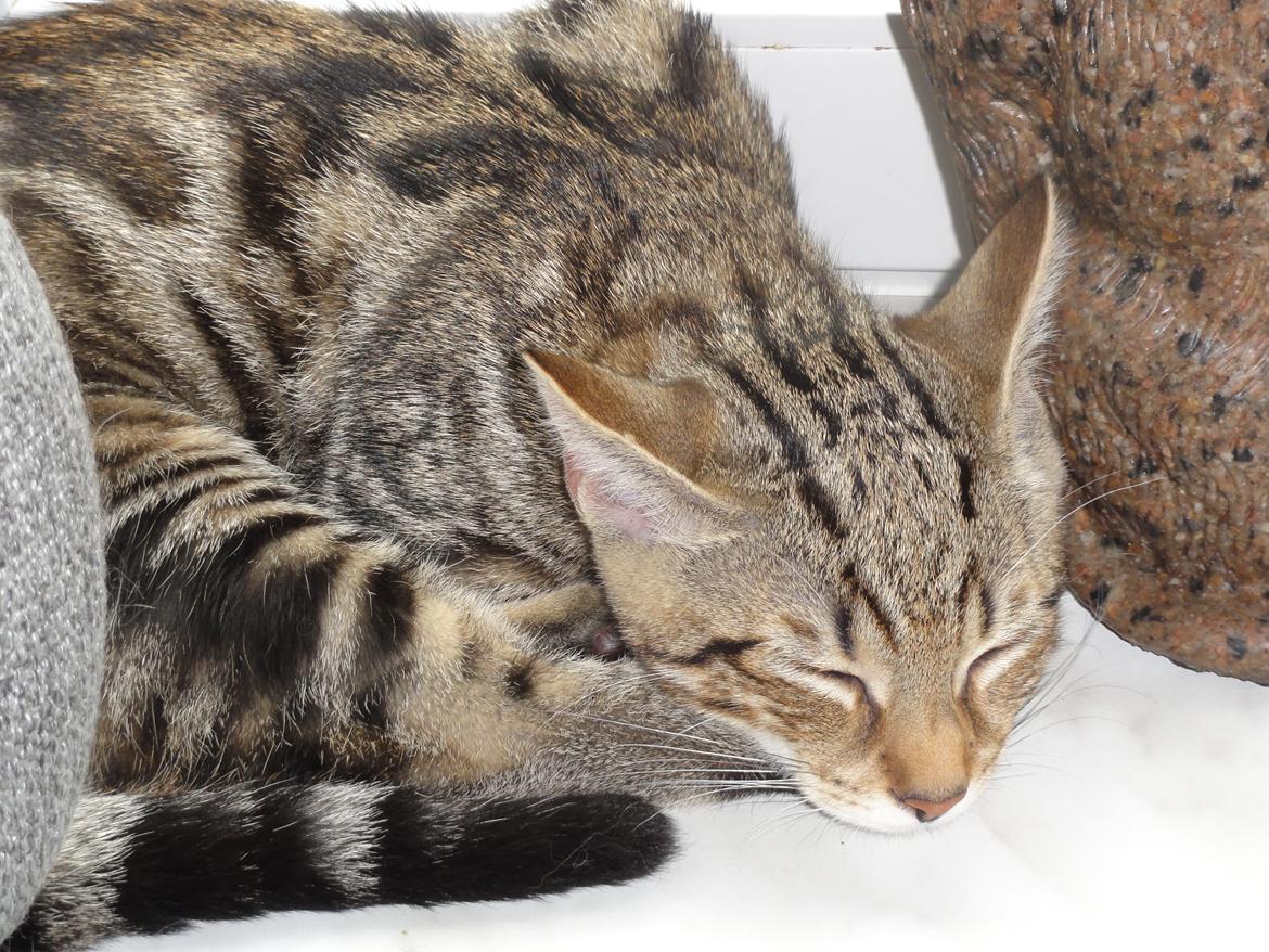 Huskat Mr. Tomiss billede 15