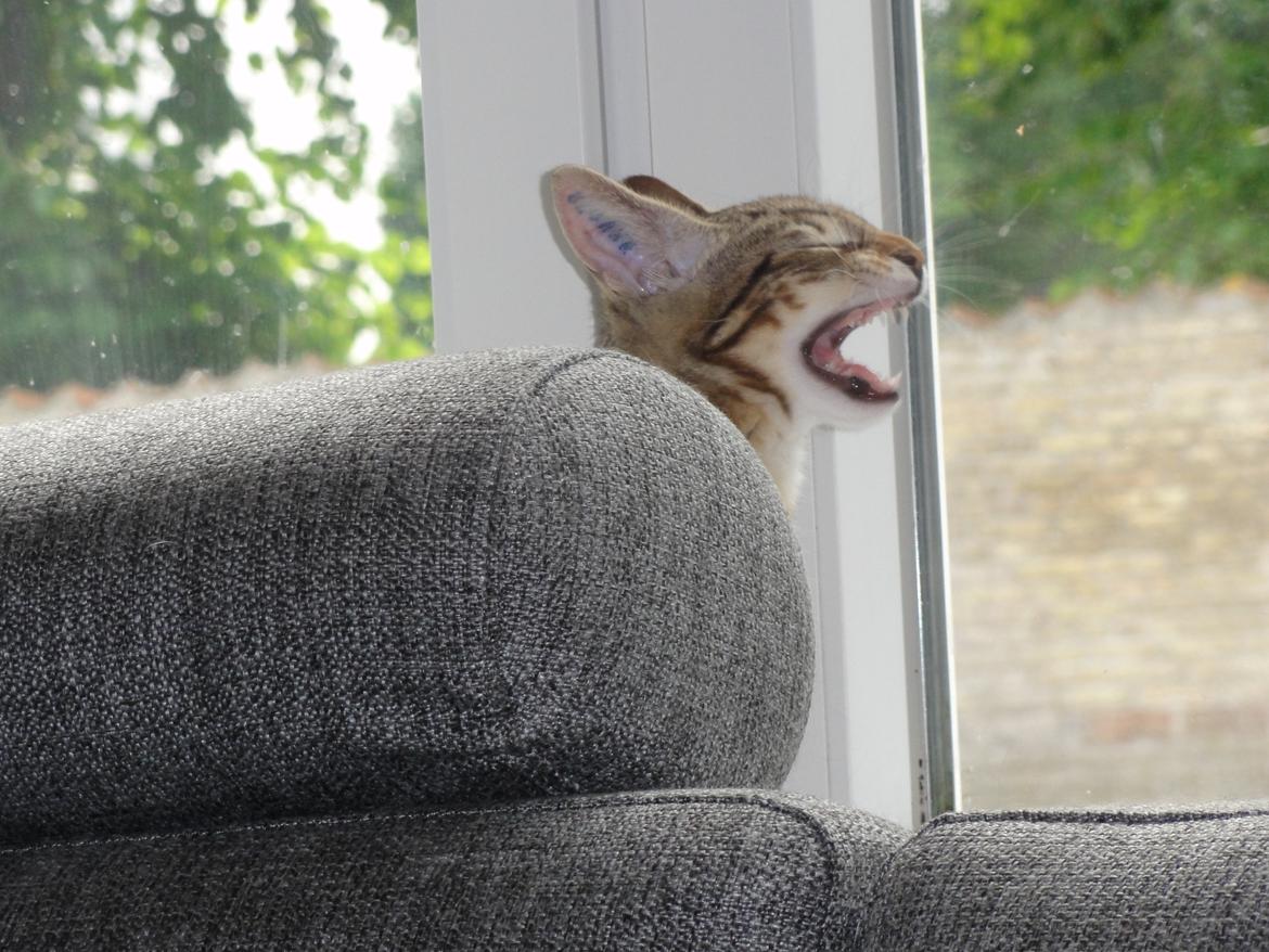 Huskat Mr. Tomiss billede 12