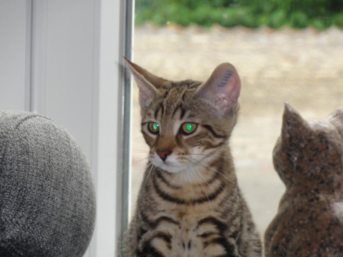 Huskat Mr. Tomiss billede 11