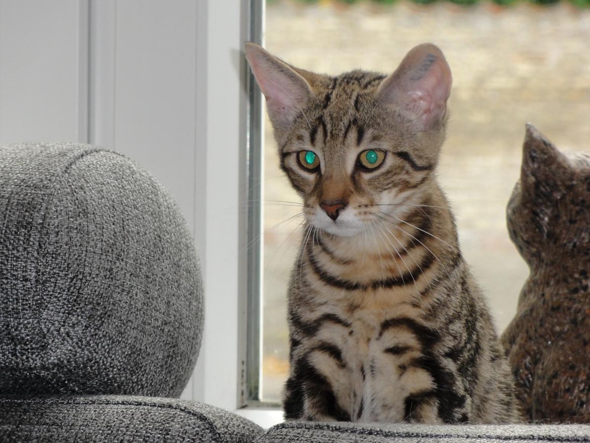 Huskat Mr. Tomiss billede 10