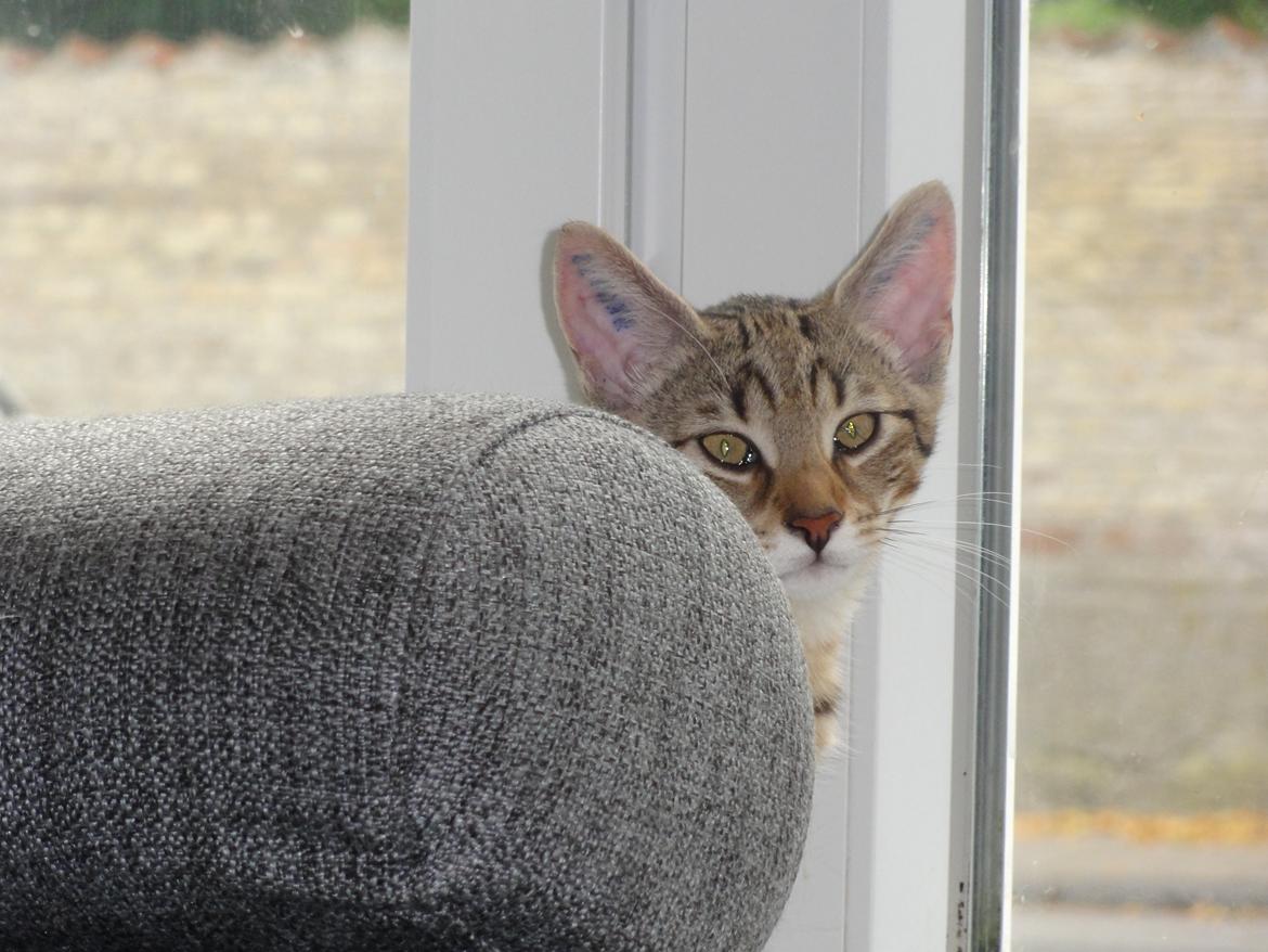 Huskat Mr. Tomiss billede 13