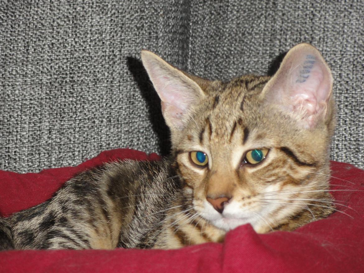 Huskat Mr. Tomiss billede 16