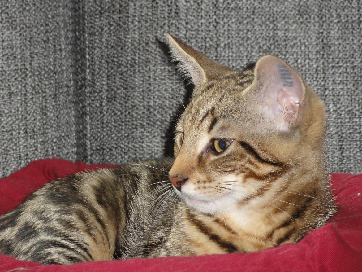 Huskat Mr. Tomiss billede 17