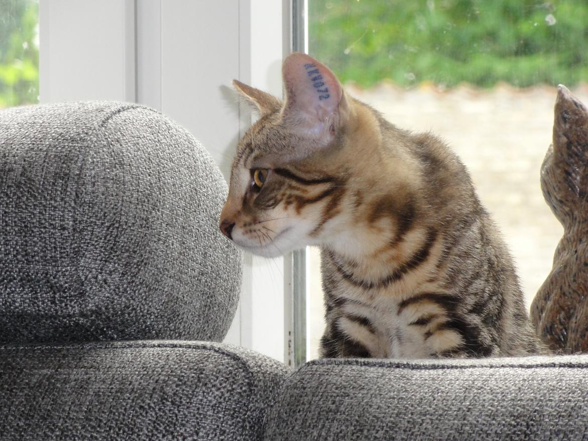 Huskat Mr. Tomiss billede 14