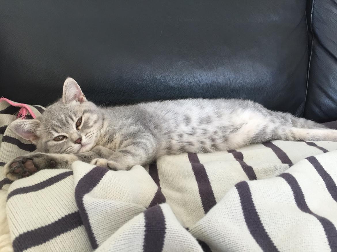 British Shorthair DK Petrines Klara. Til daglig Shandy billede 3