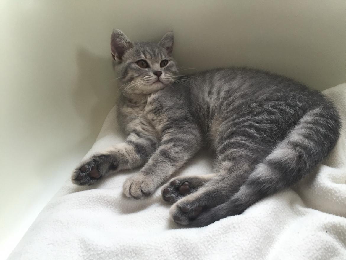 British Shorthair DK Petrines Klara. Til daglig Shandy billede 6