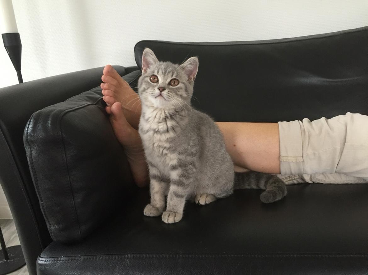 British Shorthair DK Petrines Klara. Til daglig Shandy billede 9