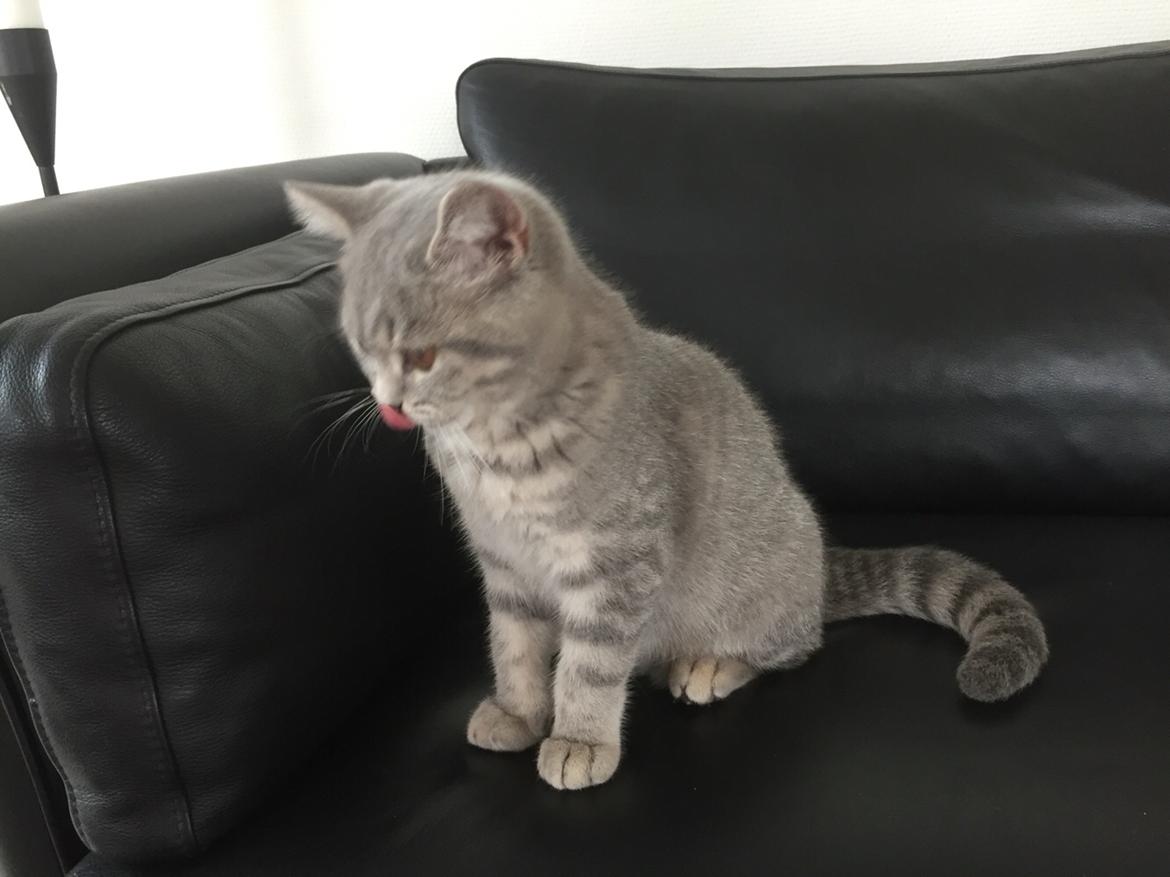 British Shorthair DK Petrines Klara. Til daglig Shandy billede 10