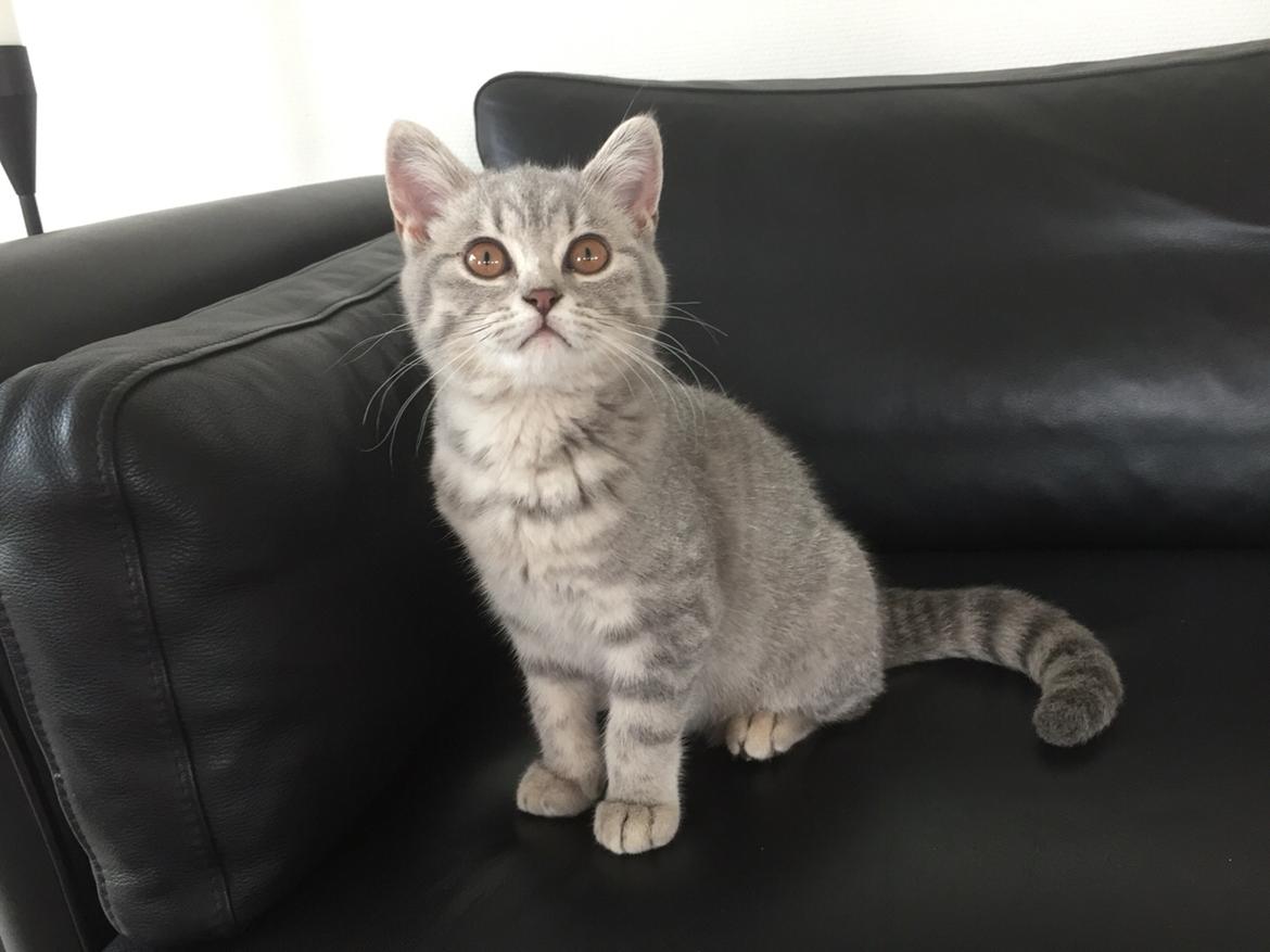 British Shorthair DK Petrines Klara. Til daglig Shandy billede 11