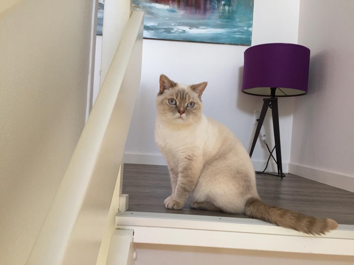 British Shorthair DK Visesbjerg's Asia. Til daglig Pinky billede 1