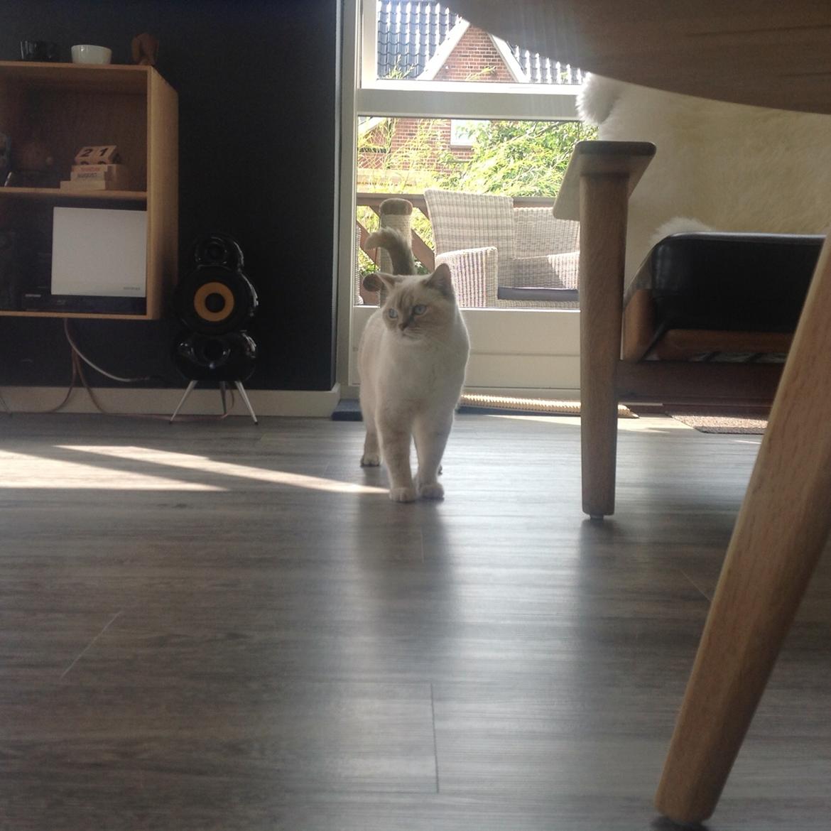 British Shorthair DK Visesbjerg's Asia. Til daglig Pinky billede 3