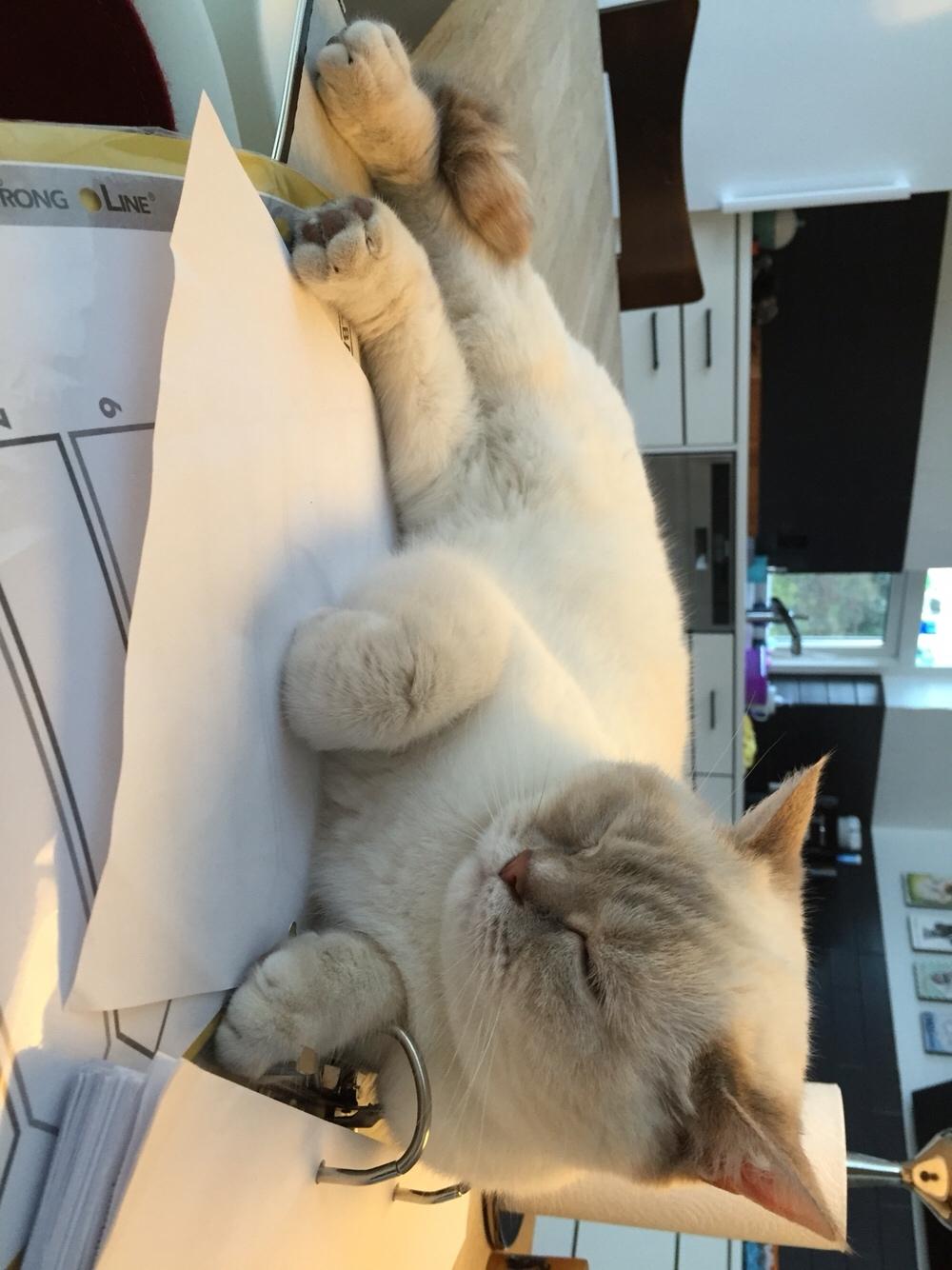 British Shorthair DK Visesbjerg's Asia. Til daglig Pinky billede 4