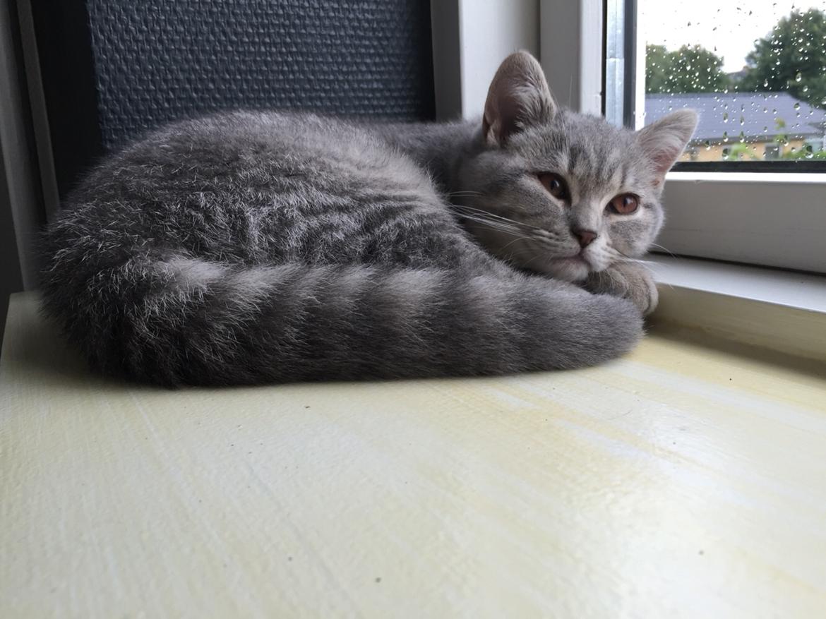 British Shorthair DK Petrines Klara. Til daglig Shandy billede 12