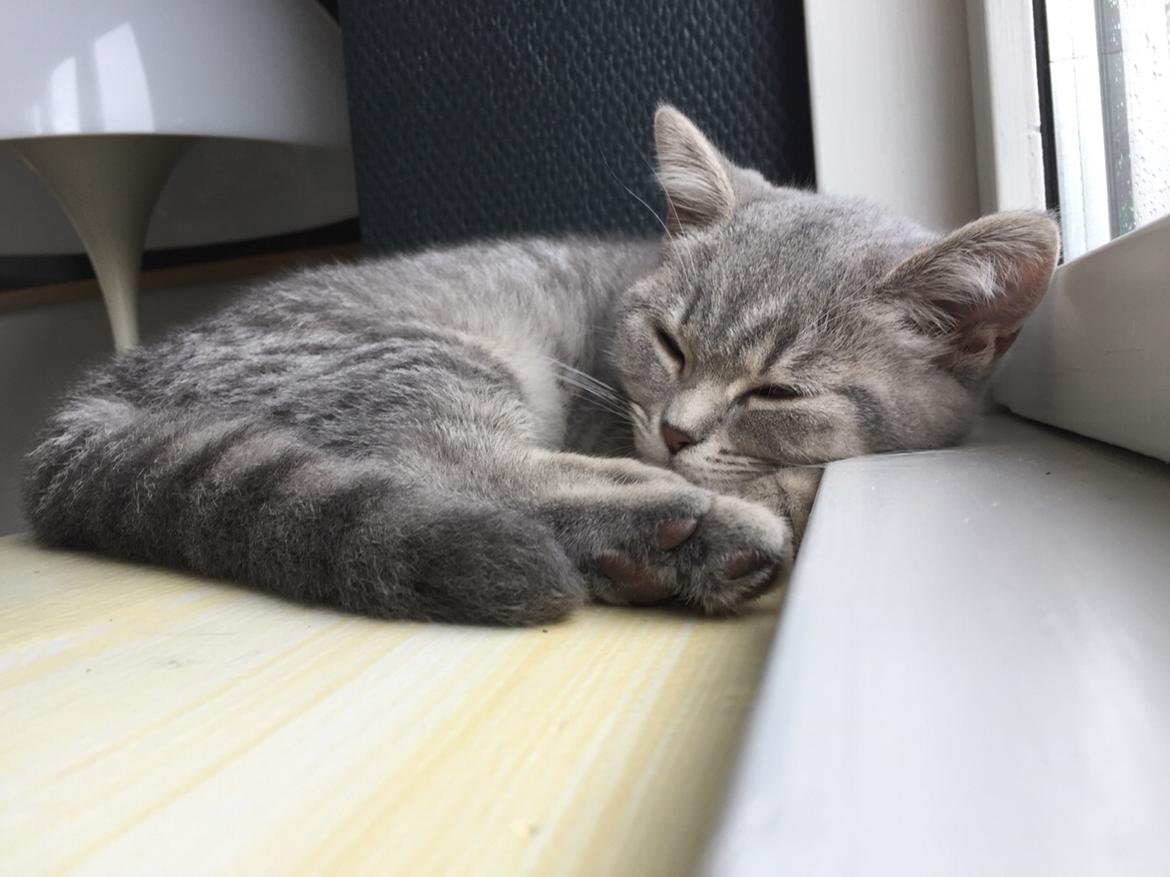 British Shorthair DK Petrines Klara. Til daglig Shandy billede 13