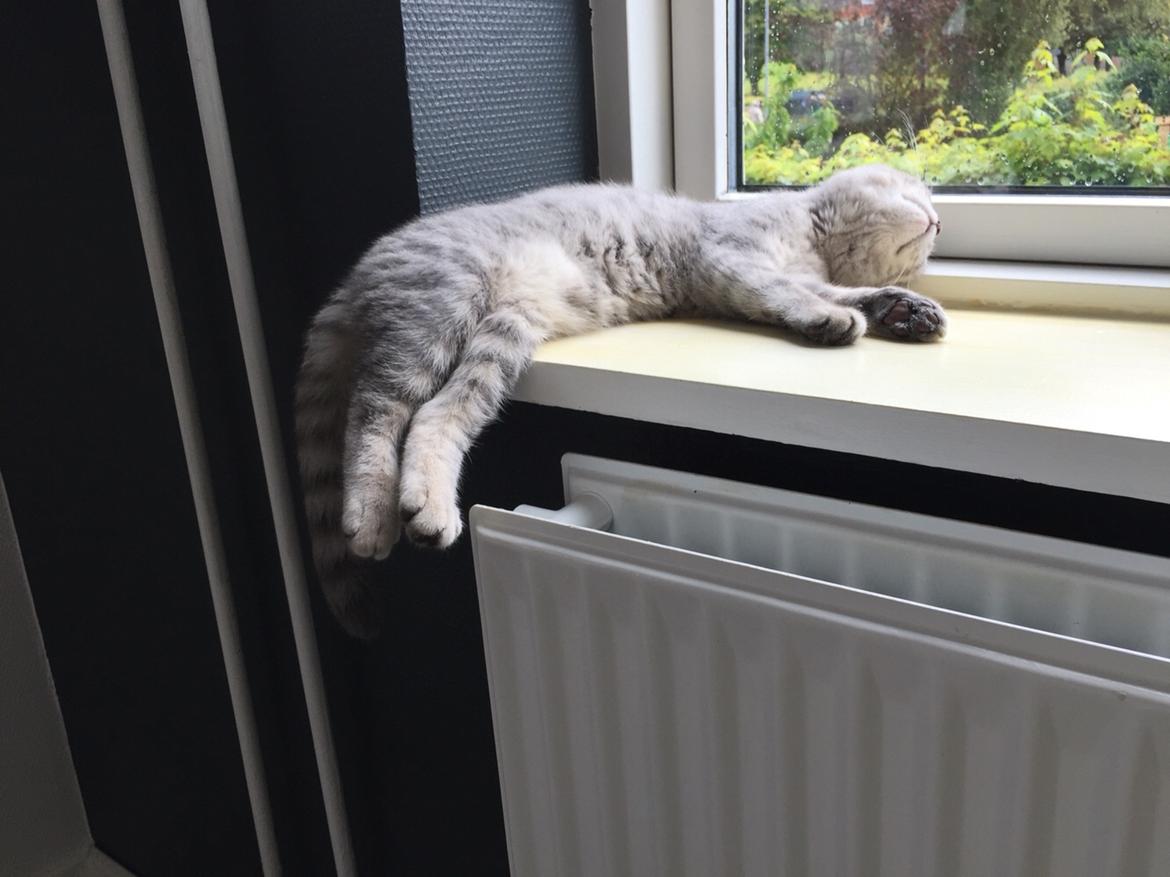 British Shorthair DK Petrines Klara. Til daglig Shandy billede 14